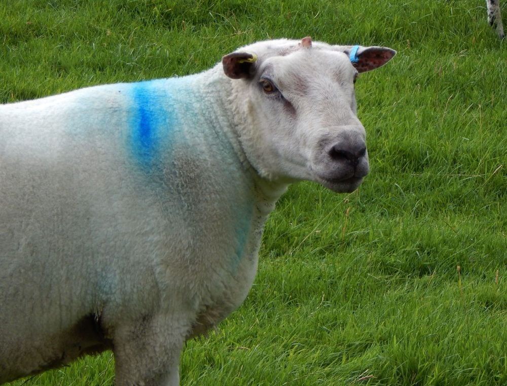 Frank the tup