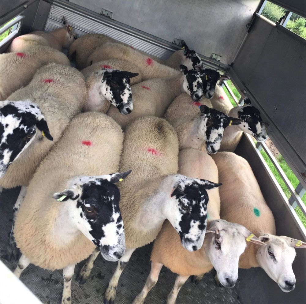 Sheep in trailer
