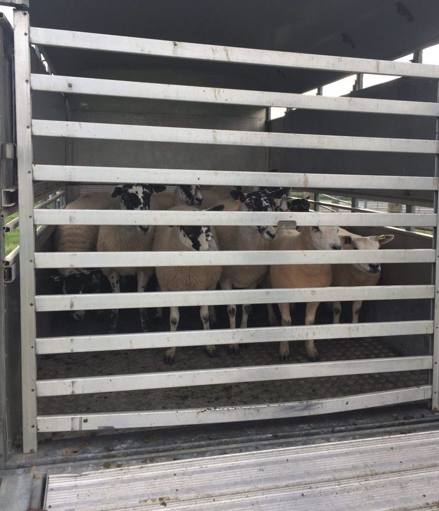 Sheep waiting to come out of trailer