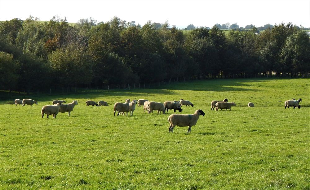 Showered Sheep