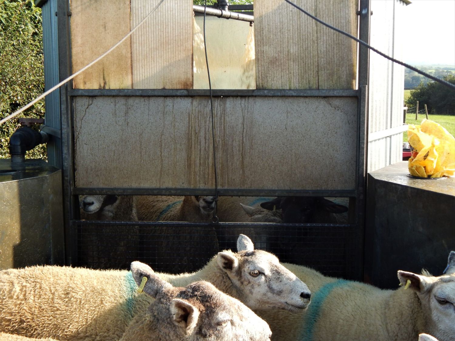 Sheep Showering Ella's Farm Blog