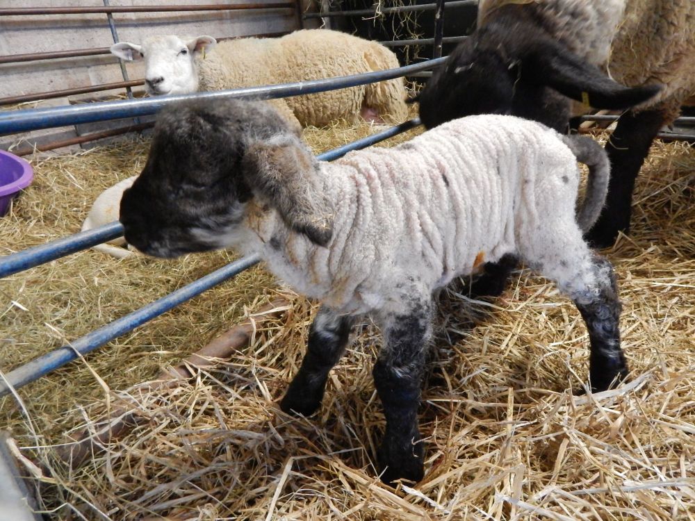 Suffolk Cross lamb 2