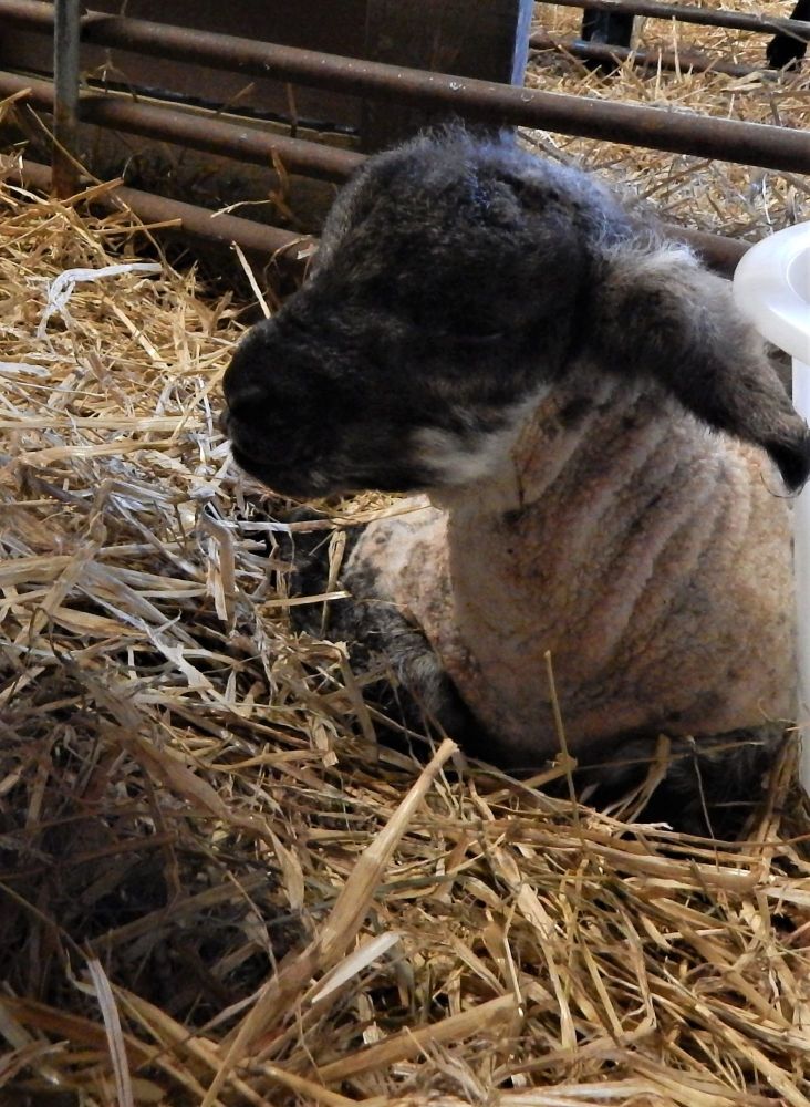 Suffolk Cross lamb