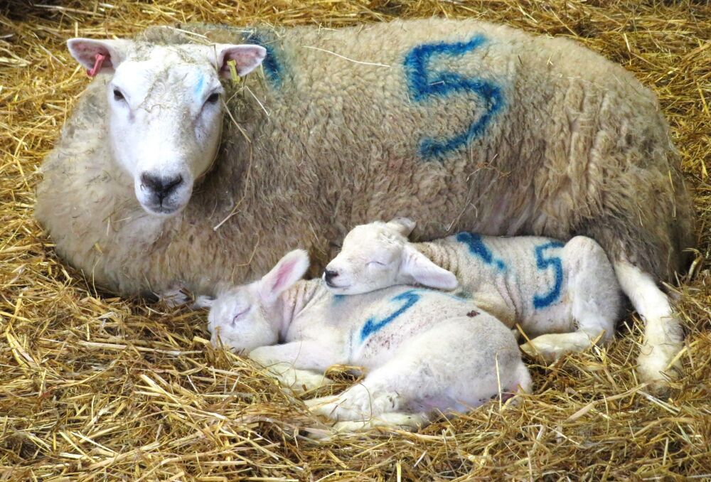 Twin lambs with mother 2024