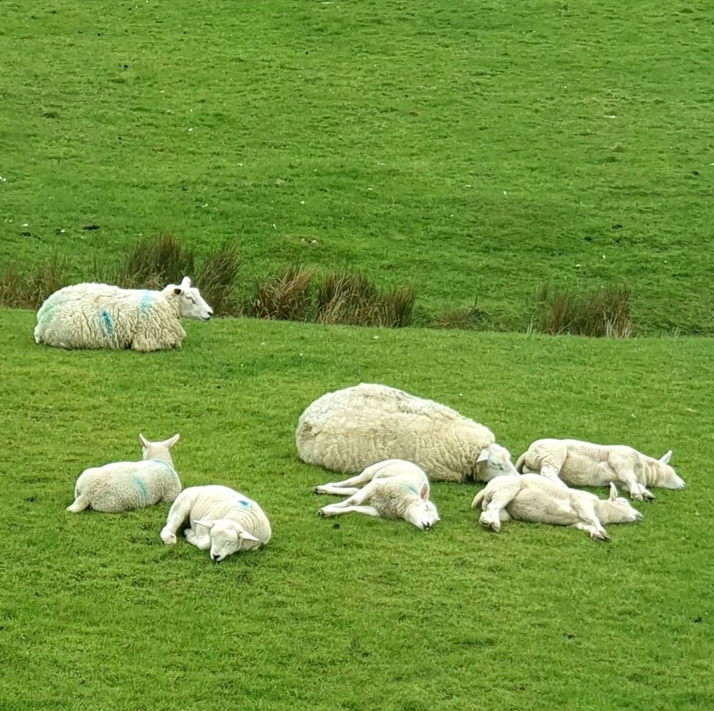 sunbathing sheep