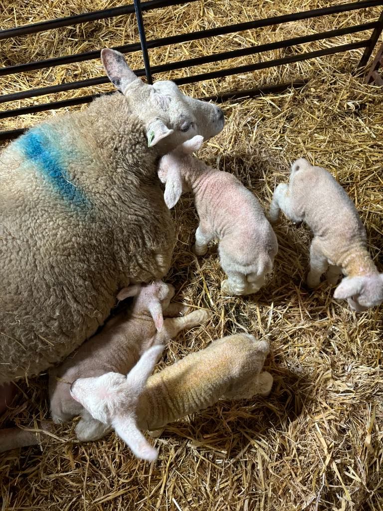 QUADS MARCH 2025