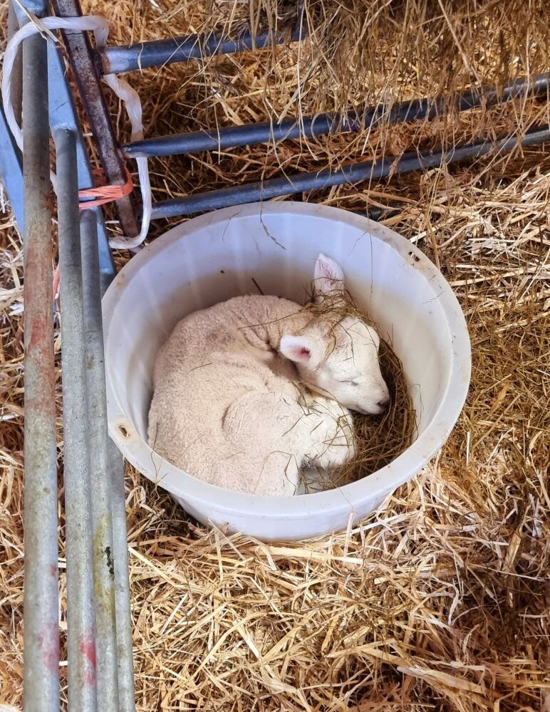 LAMB IN BUCKET