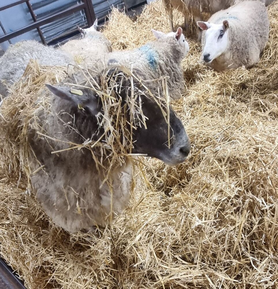 SHEEP IN STRAW 2025