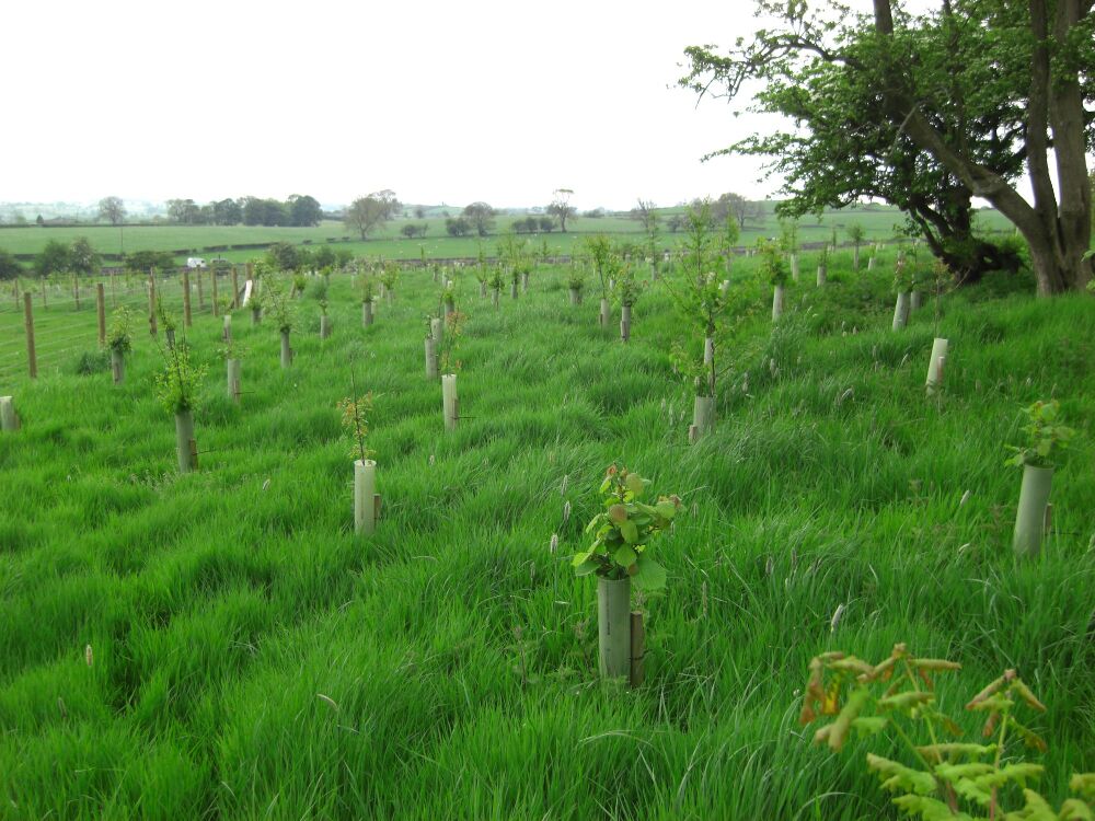trees may 08 007