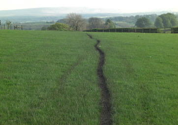 Sheep Single Track Road