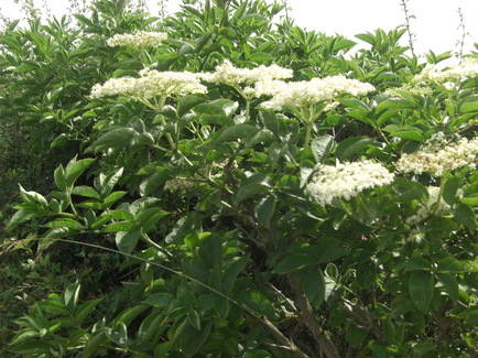 Elderflowers in the Hedge