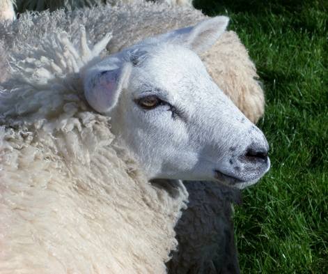 Sheep Oct 2013 1