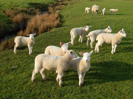 lambs starting to gather to play