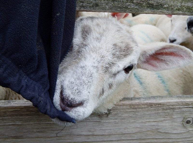 sheep and lambs in pens 010