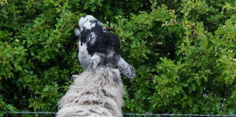 sheep and lambs in pens 005