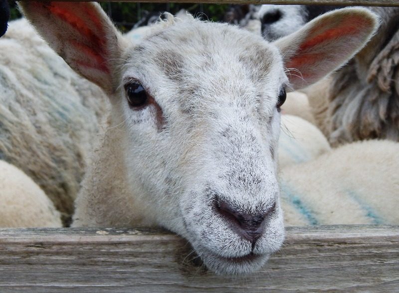 sheep and lambs in pens 012