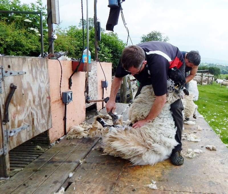 sheep shearing june 2014 012