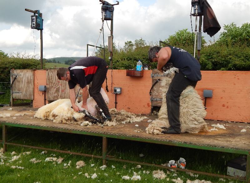 sheep shearing june 2014 017