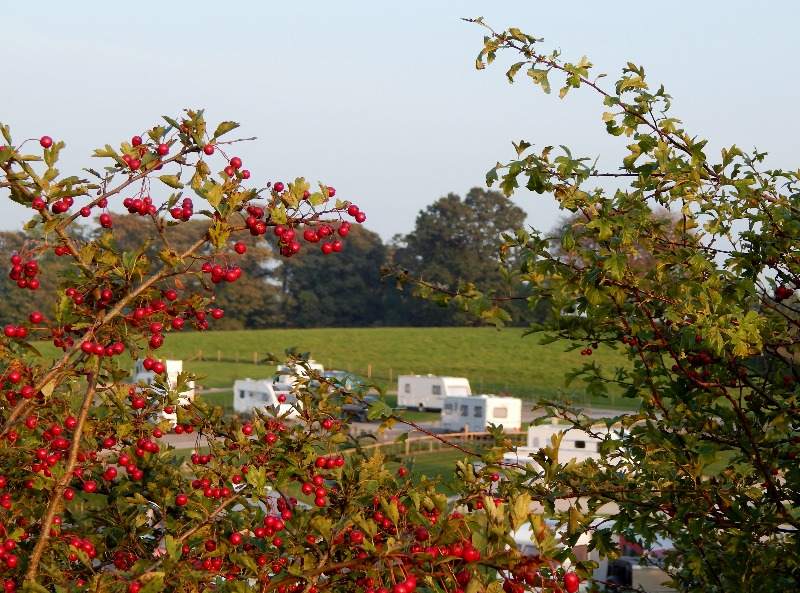 Berries & Caravans at Thornbrook Barn