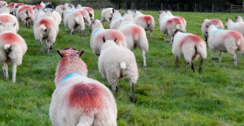 Sheep Red Tup mark