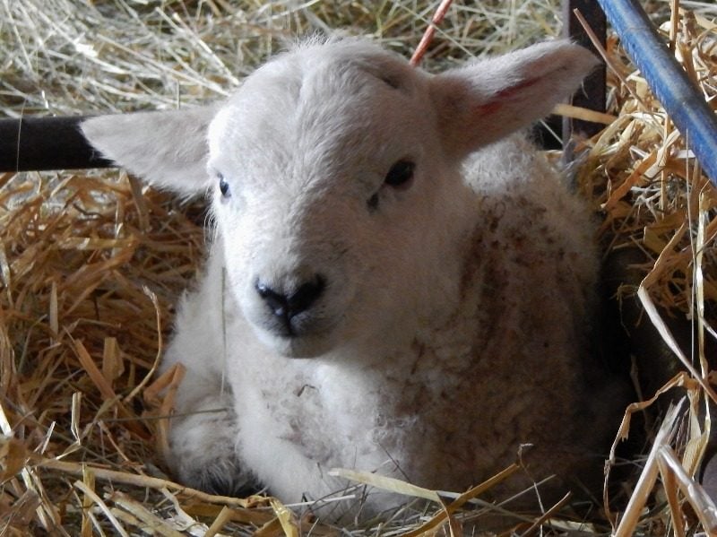 day old lamb sat in pen