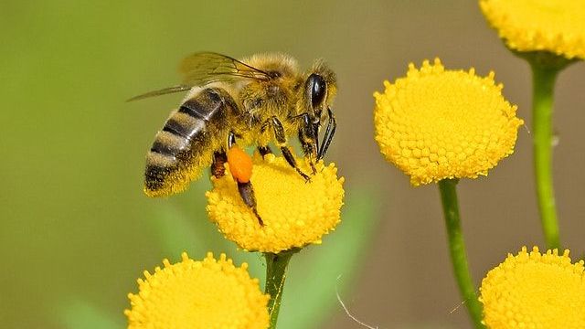animal-bee-bloom-blooming-460961