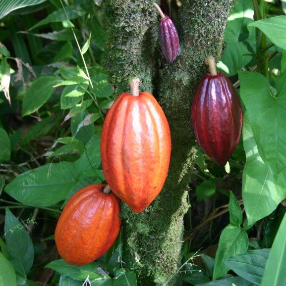 cocoa pods for cocoa butter