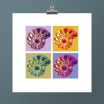 AMMONITE I