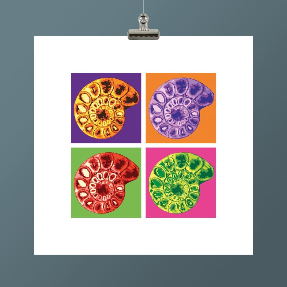 AMMONITE II