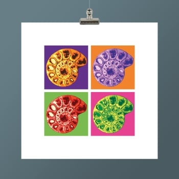 AMMONITE II