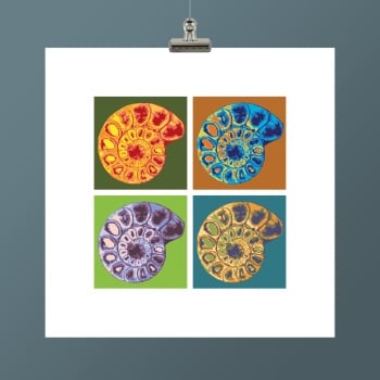 AMMONITE III