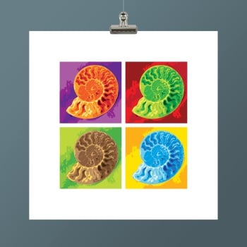 AMMONITE IV