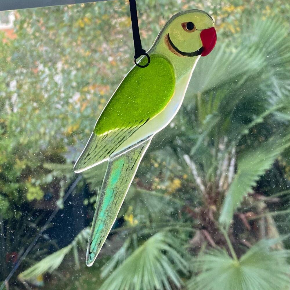 Ring-necked Parakeet