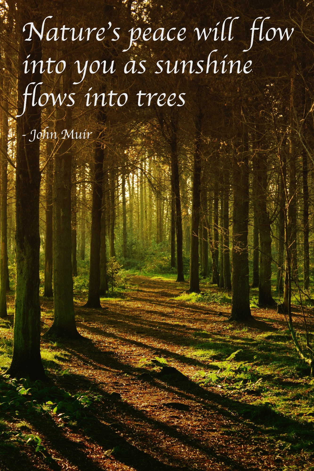 John Muir quote Natures peace will flow into you copy