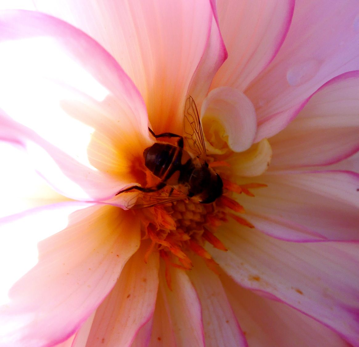 bees# (11).jpg