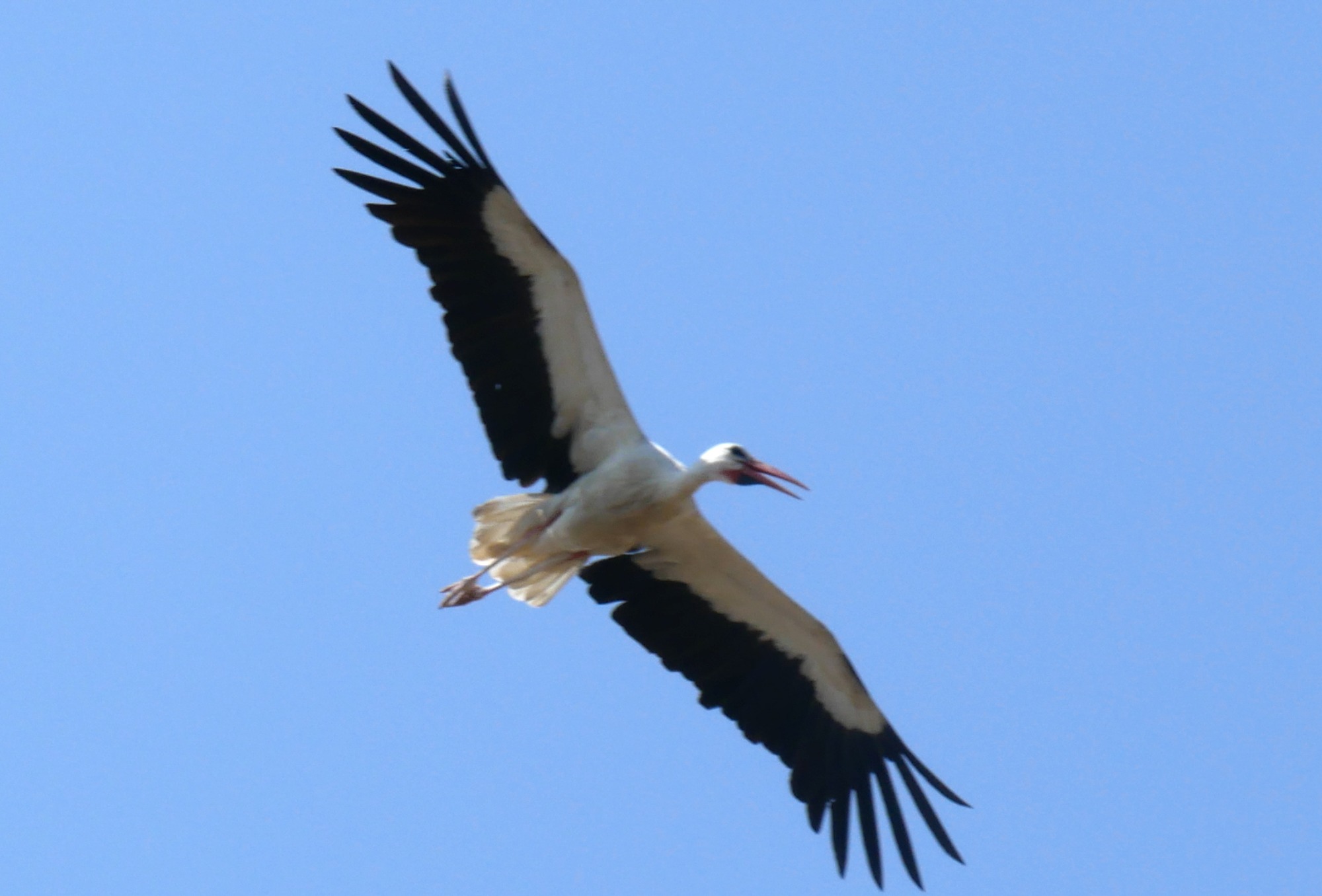 250611 cuidad rodrigo (253)