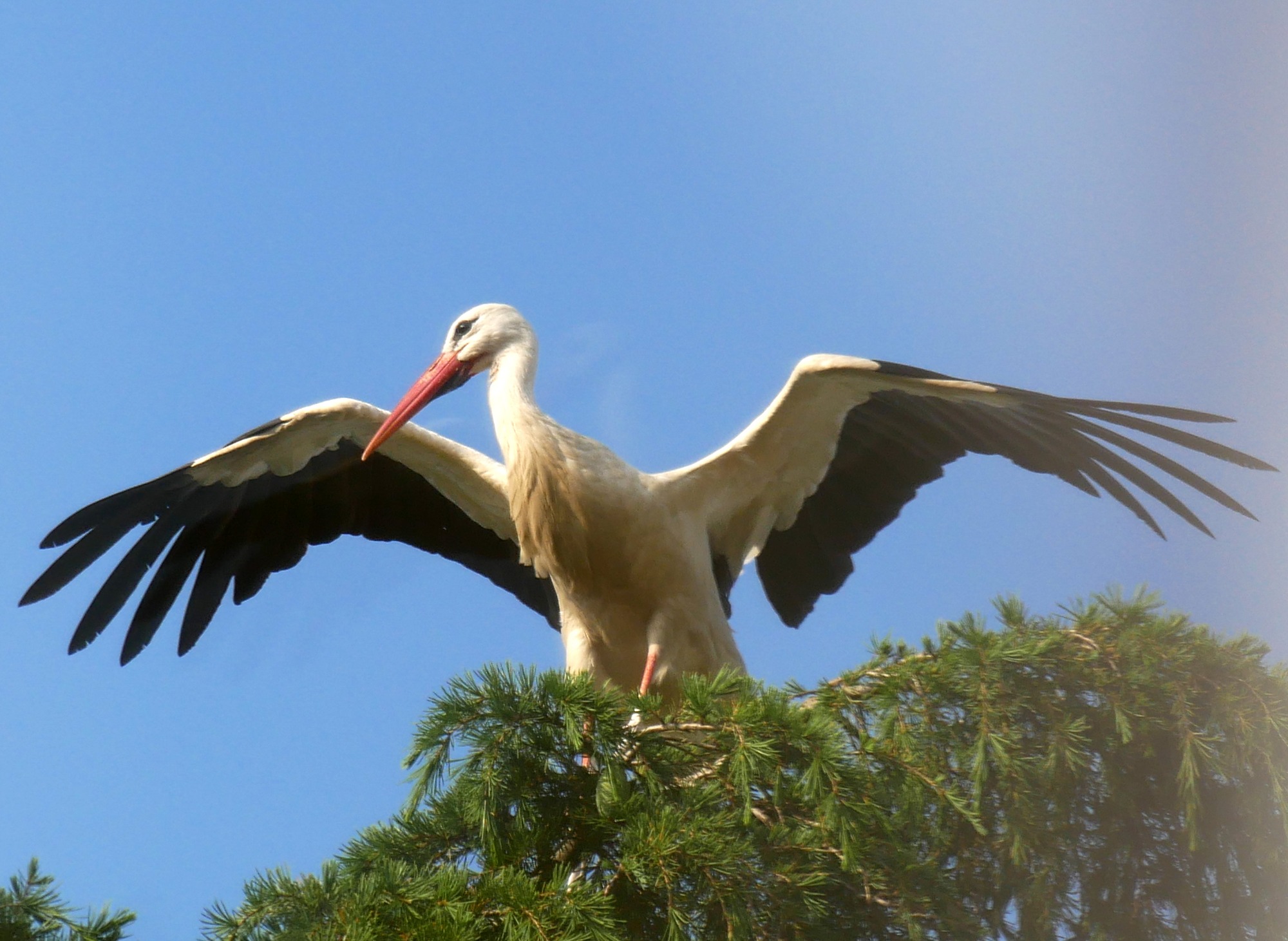 250611 cuidad rodrigo (374)