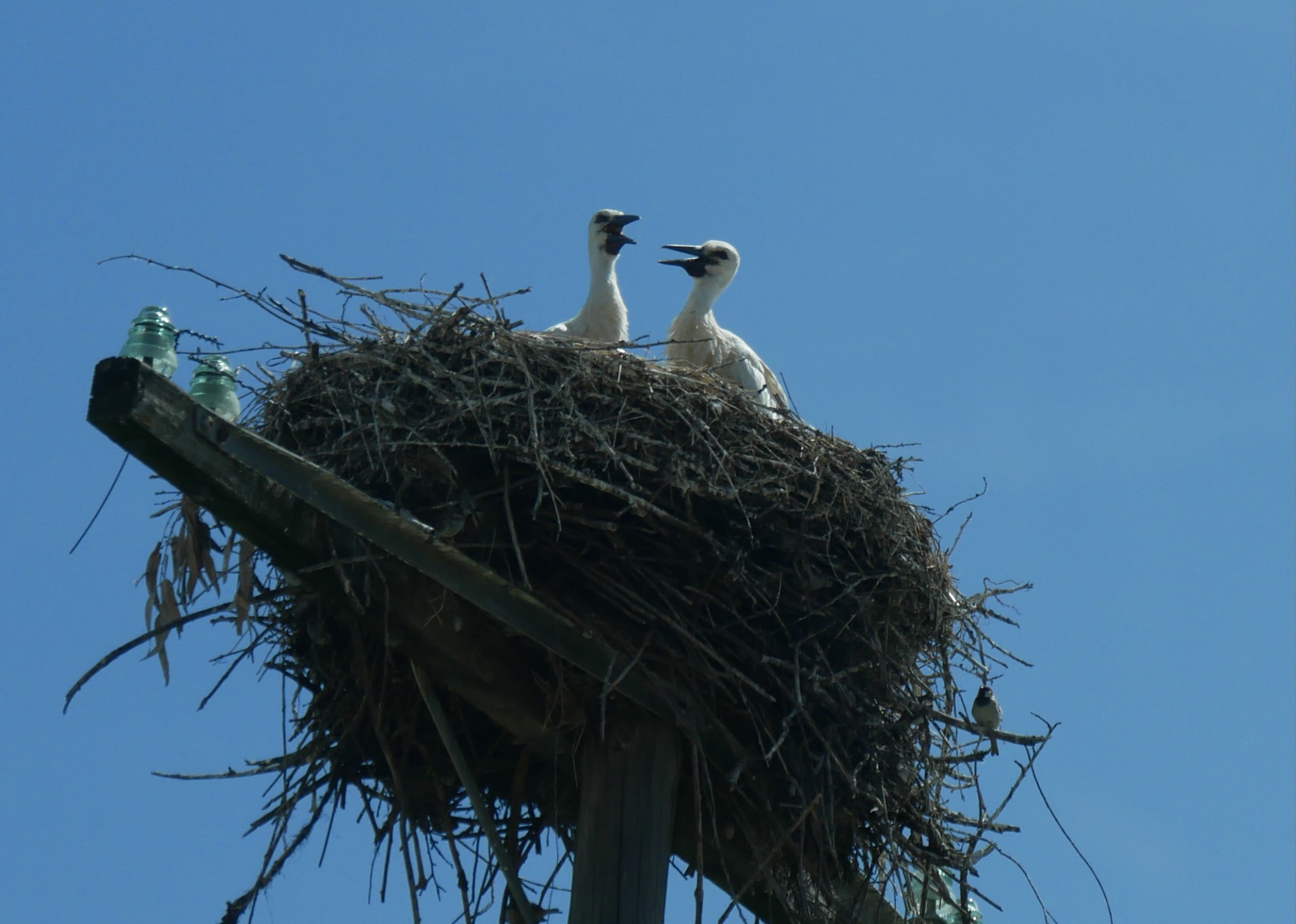 250613  Trujillo (56)