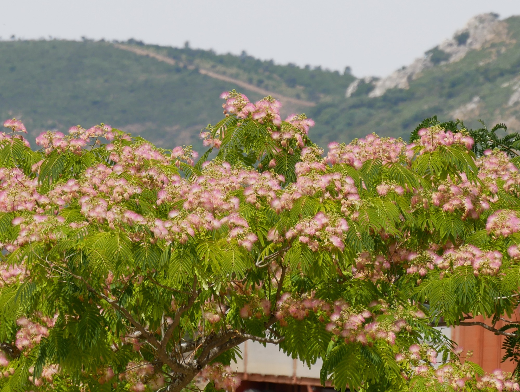 250613  Trujillo (101)