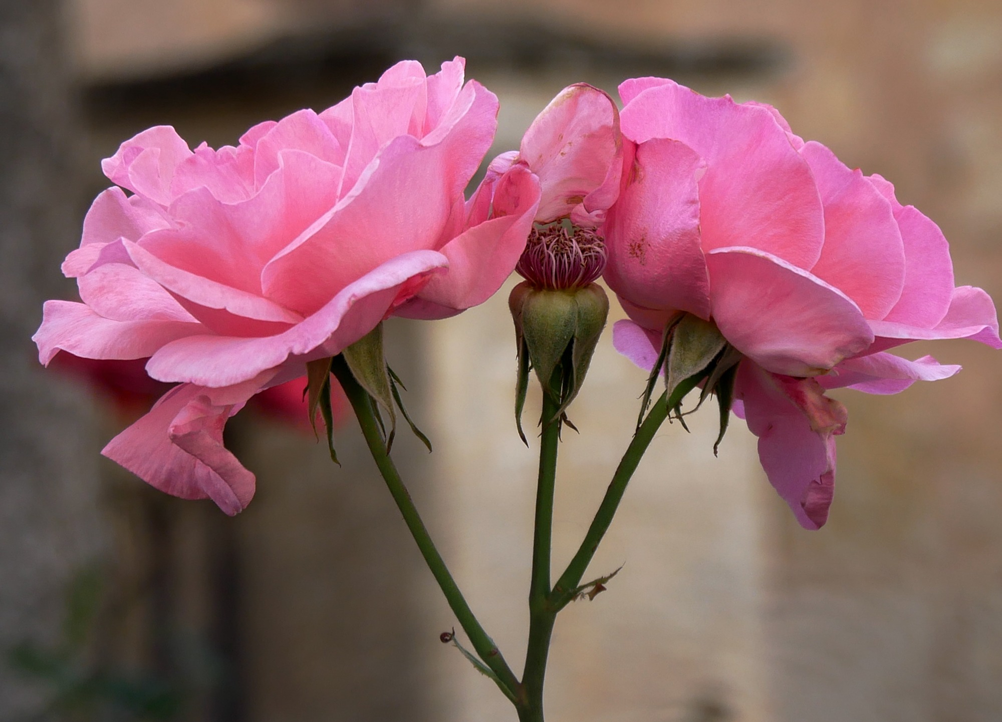 250612 cuidad rodrigo (805)