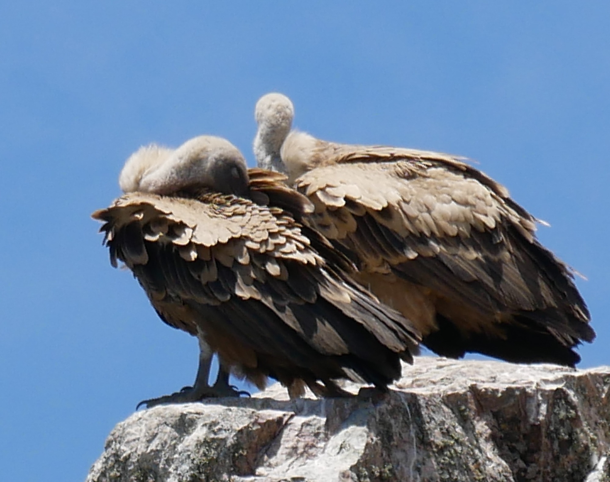 250614 Trujillo (260)