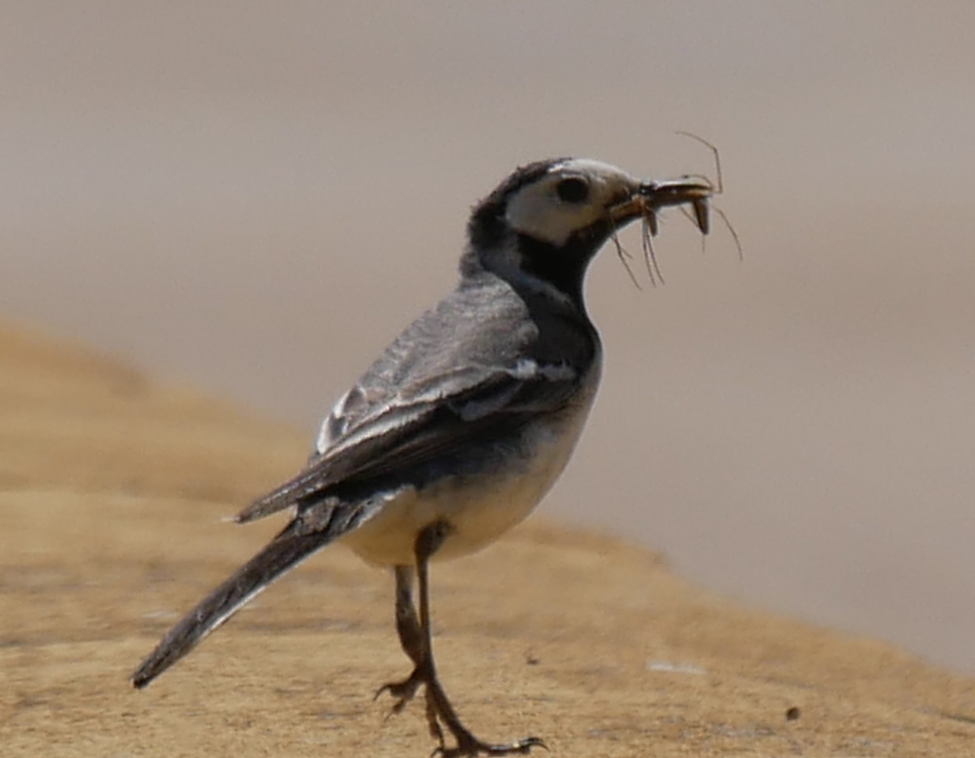 250615 Chinchon (61)