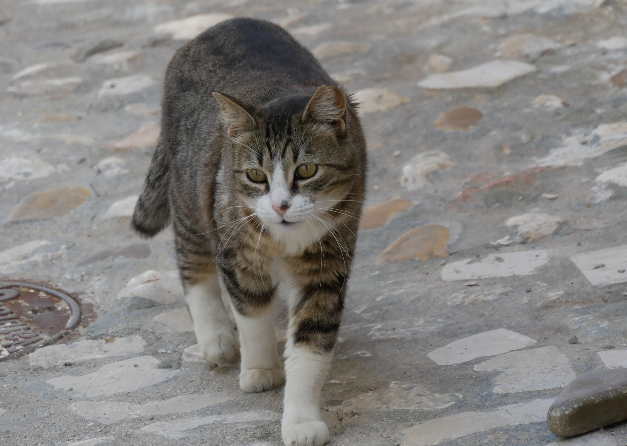 250616 Chinchon JPG (44)