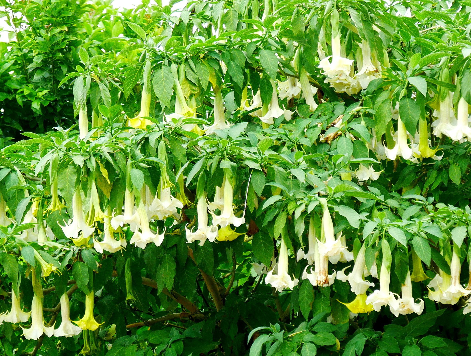 250621 Limpias (153)