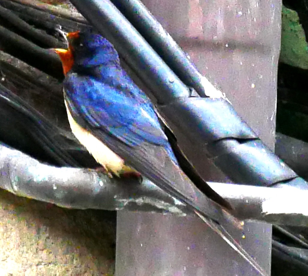 250621 Limpias (400)