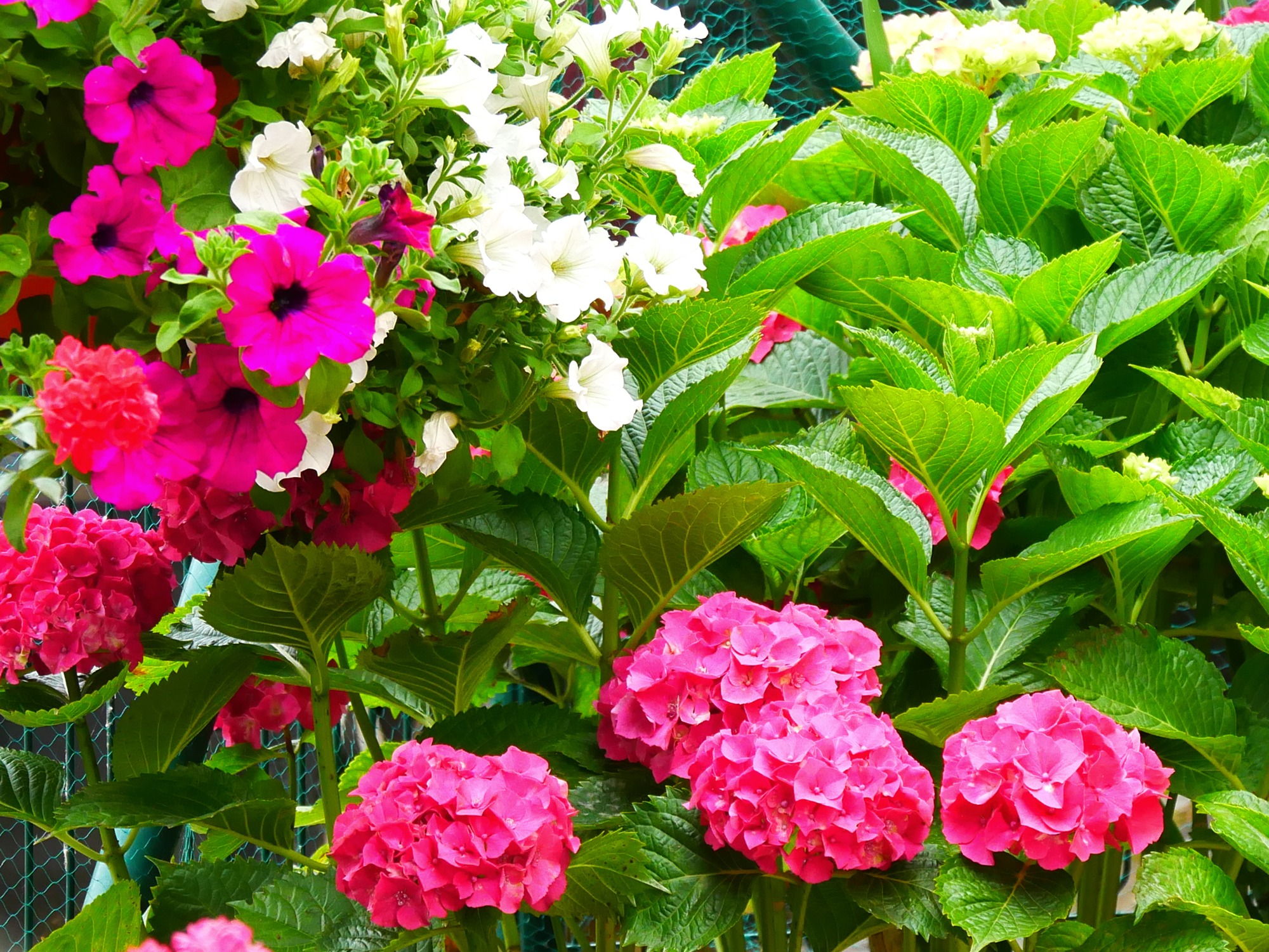 250621 Limpias (417)