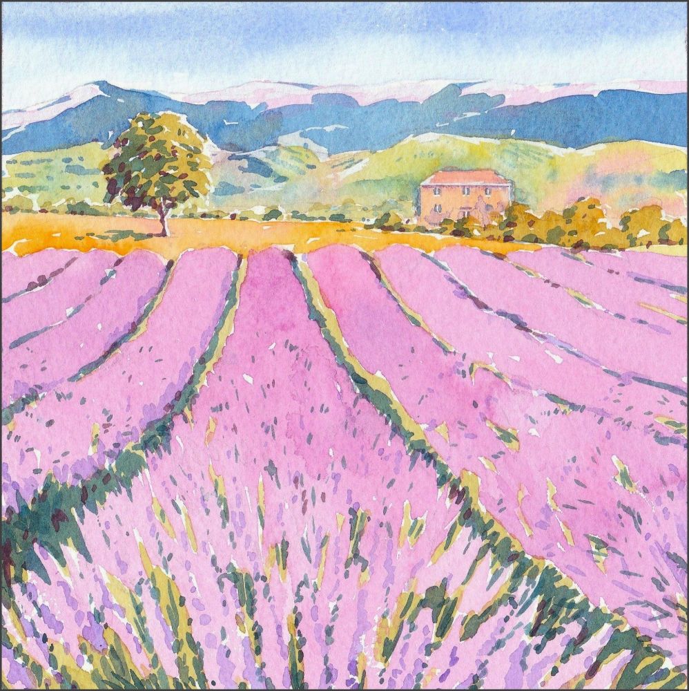 IS07 Lavender field.