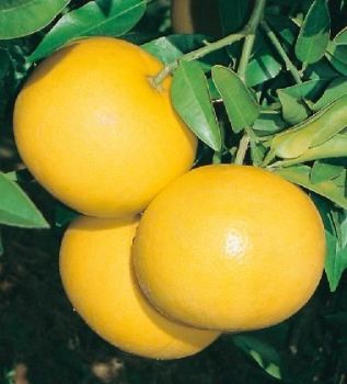 Grapefruit (Florida) Oil (2057)