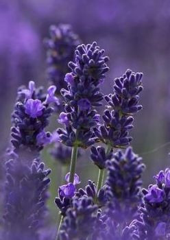 Lavender Oil France (2067)
