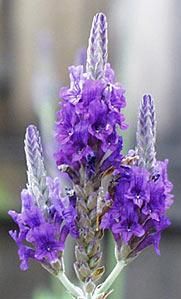 Lavender (Spike) 25ml